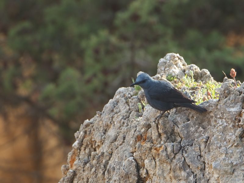 Monticola solitarus Blue Rock Thrush Blauwe Rotslijster